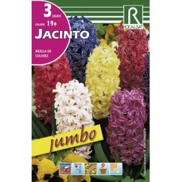 Bulbo de jacinto Jumbo variado (bolsa 3 unidades)