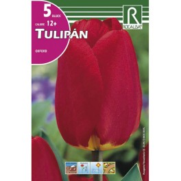 Bulbo de tulipán Oxford (bolsa litografiada 5 unidades)