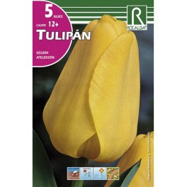 Bulbo de tulipán golden apeldoorn (bolsa litografiada 5 unidades)
