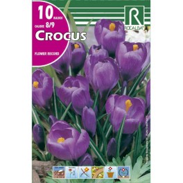 Bulbo de crocus flower record (bolsa litografiada 10 unidades)