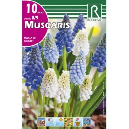 Bulbo de muscari variado (bolsa litografiada 10 unidades)
