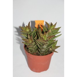 Bandeja planta crasa variada (maceta 12 cm ø) (10 unidades)