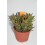 Bandeja planta crasa variada (maceta 12 cm ø) (10 unidades)