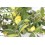 Citrus australasica  (maceta 17 cm ø)