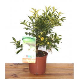 Citrus australasica  (maceta 17 cm ø)