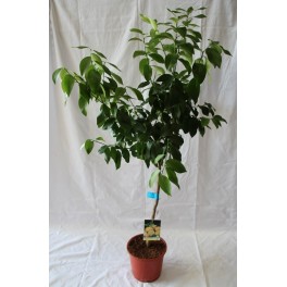 Limonero (maceta de 15 cm Ø)