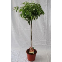 Mandarino (maceta de 15 cm Ø)