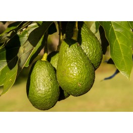 Aguacate ( 100-125 cm)