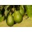 Aguacate ( 100-125 cm)