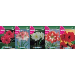Bulbo Amaryllis cofre tipo AL
