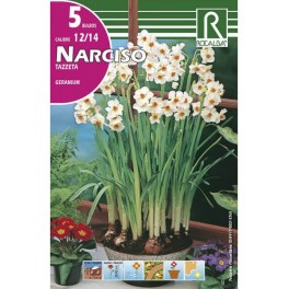 Bulbo de narciso tazzeta geranium(bolsa litografiada 5 unidades)