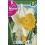 Bulbo de narciso trompeta magnet (bolsa litografiada 5 unidades)