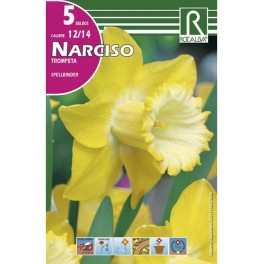 Bulbo de narciso trompeta spellbinder (bolsa litografiada 5 unidades)