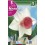 Bulbo de narciso trompeta salome (bolsa litografiada 5 unidades)