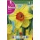 Bulbo de narciso Hollywood (bolsa litografiada 5 unidades)