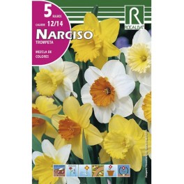 Bulbo de narciso trompeta variado (bolsa litografiada 5 unidades)