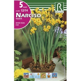 Bulbo de narciso tazzeta grand soleil (bolsa litografiada 5 unidades)