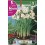 Bulbo de narciso tazzeta geranium(bolsa litografiada 5 unidades)