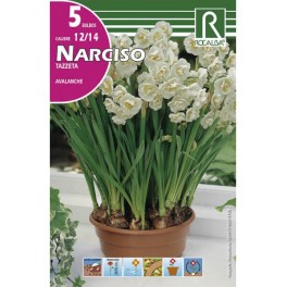 Bulbo de narciso tazzeta avalanche (bolsa litografiada 5 unidades)
