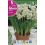 Bulbo de narciso tazzeta avalanche (bolsa litografiada 5 unidades)