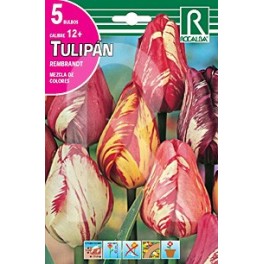 Bulbo de tulipán Rembrandt variado (bolsa 5 unidades)