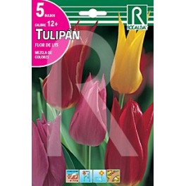Bulbo de tulipán flor de lys variado (bolsa 5 unidades)