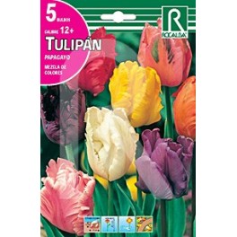 Bulbo de tulipán papagayo variado (bolsa 5 unidades)