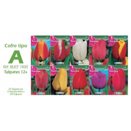 Cofre 500 tulipanes Tipo A