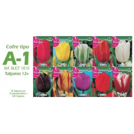 Cofre 500 tulipanes Tipo A-1