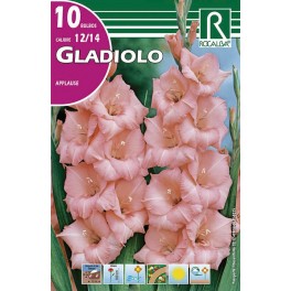 Bulbo de Gladiolo applause (cajetín 150 unidades)