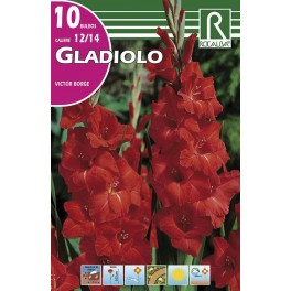 Bulbo de Gladiolo victor borge (cajetín 150 unidades)