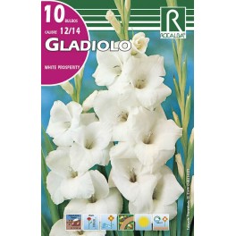Bulbo de Gladiolo white prosperity (cajetín 150 unidades)