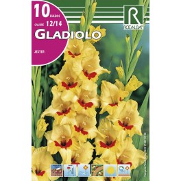 Bulbo de Gladiolo jester (cajetín 150 unidades)