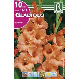 Bulbo de Gladiolo peter pears (cajetín 150 unidades)