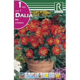Bulbo de Dalia mini alstergruss (cajetín 25 unidades)