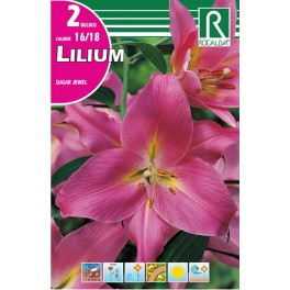 Bulbo de lilium sugar jewel (cajetín 40 unidades)