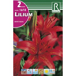 Bulbo de lilium monte negro (cajetín 40 unidades)