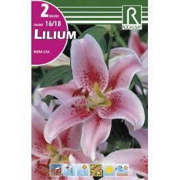 Bulbo de lilium mona lisa (cajetín 40 unidades)
