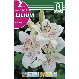 Bulbo de lilium muscadet (cajetín 40 unidades)