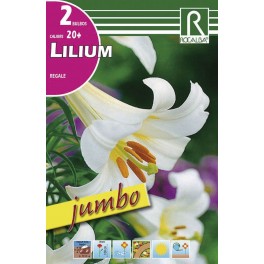Bulbo de lilium Jumbo regale (cajetín 40 unidades)