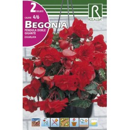 Bulbo de Begonia péndula doble gigante escarlata (cajetín 50 unidades)