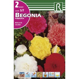 Bulbo de Begonia fimbriata mezcla de colores (cajetín 50 unidades)