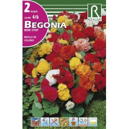 Bulbo de Begonia non stop mezcla de colores (cajetín 50 unidades)