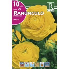 Bulbo de renúculo francesilla amarillo (cajetín 200 unidades)