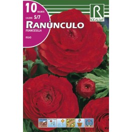 Bulbo de renúculo francesilla rojo (cajetín 200 unidades)