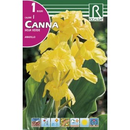 Bulbo de canna hoja verde (cajetín 20 unidades)