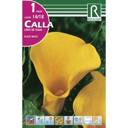 Bulbo de calla lirio de agua black magic (cajetín 25 unidades)