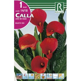 Bulbo de calla lirio de agua majestic red (cajetín 25 unidades)
