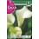 Bulbo de calla lirio de agua elegant swan (cajetín 25 unidades)