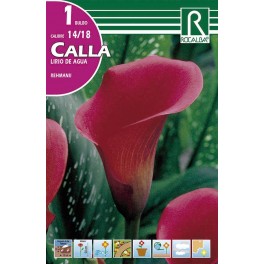 Bulbo de calla lirio de agua rehmanii (cajetín 25 unidades)